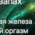 12 чакр Телепатия с самим собой Манадический триггер Шлейф Судьбы Женщина и мозг Fraktale