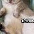 я наглый котик