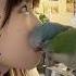 Ranking The Funniest Parrot Superb Mimicry Parrot Sounds