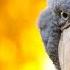 What Does A Shoebill Bird Sound Like Animal Sounds