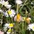 Deuter Petite Fleur A Field Of Daisies