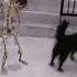 Skeleton Dance With Dog Shorts Satisfying Viral Trending Funny Animals