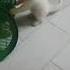 Shorts Persian Kitten Kitten Playing With Paper Ball Cute White Persian Kitten Cat Video