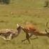 Cheetah Vs Impala The Wildest Chase Ever