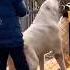 Alabai Vs Pitbull Dog Americanbully Pitlove Dogbreed Pitbullegatos Dragonspitkennel Pitbull