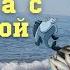 Ловля кефали с бомбардой Рыбалка в черном море с берега на бомбарду