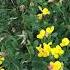 Birdsfoot Trefoil Nitrogenfixation Erosioncontrol Droughttolerant Covercrops