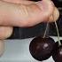 Can Eating Two Cherries Kill You Crushing Cyanide Out Of Cherries With A Hydraulic Press