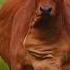 Huge Big Red Cow Wildlife Journey Shorts Cow Viral