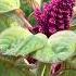 How To Grow Beautiful Red Amaranth