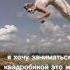 квадроьика не проста квадробика спорт Cat квадроберы рысь