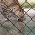 Wild Leopard In Cage