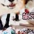 墨离做错事竟然知道装可怜 真是只狡猾的狐狸