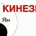 Китайская медицина в практике кинезиолога Прикладная кинезиология Теория Инь и Янь