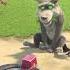 Мощная техника гипноза Shorts машаимедведь ИдётКозаРогатая MashaandtheBear