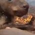 Rescuers Race To Save Australia S Wildlife Animalkind