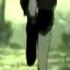AMV Claymore Whisper In The Dark