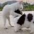 Funny Cat Do Your Cats Get Along With Each Other Catlover Cats Funnycats Catvideos