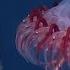 Deep Ocean 10 Hours Of Relaxing Oceanscapes BBC Earth