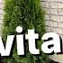 How To Plant Arborvitae Trees