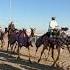 Qatar Vlog Camel Racing Track Al Shahaniya Shorts Viral Travel