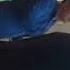 Qora Koz Boyboy