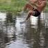 ROPE SWING OVER GATOR WATER