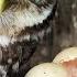The Moment A Little Owl Chick Hatches 4K Discover Wildlife Robert E Fuller