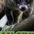 Asian Civet Sound Animal Sound