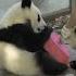 Panda Cubs And Nanny Mei S War