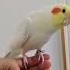 This Bird Can Whistle Pretty Well Right Cutepet Whistling Cockatiel Hand Raised Bird