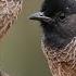 Red Vented Bulbul Sounds Bulbul Voice Find And Call Red Vented Bulbul