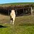 Counting Sheep