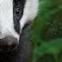 The Secret Life Of Badgers Full Wildlife Documentary