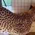 Fearless Cheetah Gerda Is Absolutely Stress Resistant