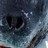 Leopard Seals Are Straight Out Of Your Nightmares