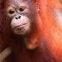 Shy Orangutan Tries Nest Building Lesson Orangutan Jungle School 305