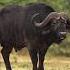 BUFFALO Buffalo Sounds 1