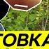 Одна неделя из подготовки к марафону