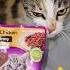 Whiskas Cat Food Chicken Gravy Reaction Viral Catfood Shorts Pets Cat Cats