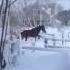 Nantucket 3 Day Blizzard Horses Running Free In Snow Release The Dakota Drake N