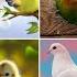 Beautiful New Birds Dp For Whatsapp Birds Photo Pics Birds Wallpaper Photo DRP Collection Dp