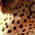 Leopard Ein Wilder Passagier OLI S Wilde Welt SWR Kindernetz