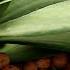 Phalaenopsis Orchids With Small Stumpy New Leaves Possible Cause And Fix