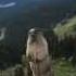 Marmot Screaming On Blackcomb Mountain Сурок кричит