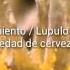LUPULO STYRIAN GOLDINGS NOS DA AROMAS EN LA CERVEZA