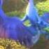 Rio 2 Beautiful Creatures Norwegian