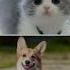 Cat Vs Dog Which Pet Do You Love The Most Shortvideo Shining Star606