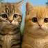 Cat Kitten Funny Cute Funnycats Shortsfeed Laughingbaby Hilarious Kitty Little Animal 26