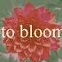 Gwen Stefani Late To Bloom Acoustic Official Lyric Video